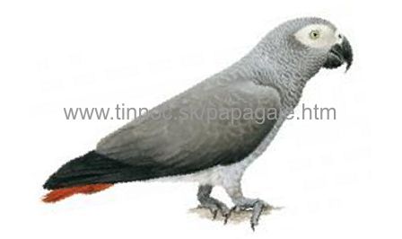 Žako Kongo (Psittacus erithacus)