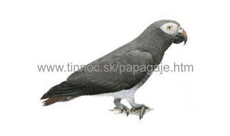 Žako liberjiský (Psittacus timneh)